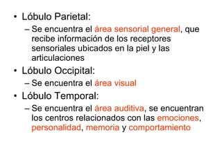 Lóbulo Parietal: Se encuentra el  área sensorial general , que recibe información de los receptores sensoriales ubicados en la piel y las articulaciones Lóbulo Occipital: Se encuentra el  área visual Lóbulo Temporal: Se encuentra el  área auditiva , se encuentran los centros relacionados con las  emociones ,  personalidad ,  memoria  y  comportamiento 