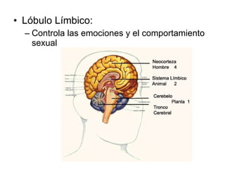 Lóbulo Límbico: Controla las emociones y el comportamiento sexual 