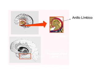 Anillo Límbico 