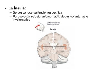La Ínsula: Se desconoce su función específica Parece estar relacionada con actividades voluntarias e involuntarias 