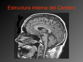 Estructura interna del Cerebro 