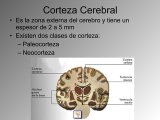 Corteza Cerebral Es la zona externa del cerebro y tiene un espesor de 2 a 5 mm Existen dos clases de corteza: Paleocorteza Neocorteza  
