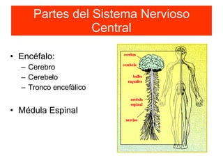 Partes del Sistema Nervioso Central Encéfalo: Cerebro Cerebelo Tronco encefálico Médula Espinal 