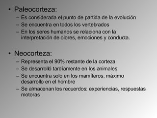 Paleocorteza: Es considerada el punto de partida de la evolución Se encuentra en todos los vertebrados En los seres humanos se relaciona con la interpretación de olores, emociones y conducta. Neocorteza: Representa el 90% restante de la corteza Se desarrolló tardíamente en los animales  Se encuentra solo en los mamíferos, máximo desarrollo en el hombre Se almacenan los recuerdos: experiencias, respuestas motoras 