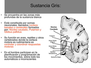 Sustancia Gris: Se encuentra en las zonas más profundas de la sustancia blanca Está constituida por somas neuronales, llamados  núcleos basales o cerebrales  formados por:  Núcleo caudado, Putamen y Globus pallidus Su función en aves, reptiles y otros vertebrados donde la corteza motora es rudimentaria es  controlar y coordinar respuestas motoras  En el hombre participan en la planificación y programación de los movimientos, sobre todo los automáticos o inconscientes  