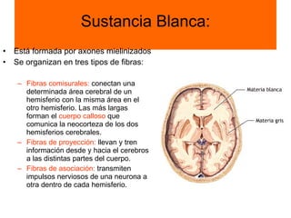 Sustancia Blanca: Está formada por axones mielinizados Se organizan en tres tipos de fibras: Fibras comisurales:  conectan una determinada área cerebral de un hemisferio con la misma área en el otro hemisferio. Las más largas forman el  cuerpo calloso  que comunica la neocorteza de los dos hemisferios cerebrales. Fibras de proyección:  llevan y tren información desde y hacia el cerebros a las distintas partes del cuerpo. Fibras de asociación:  transmiten impulsos nerviosos de una neurona a otra dentro de cada hemisferio. 