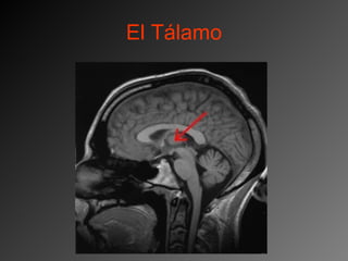El Tálamo 