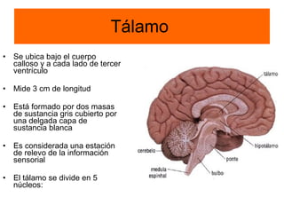 Tálamo  Se ubica bajo el cuerpo calloso y a cada lado de tercer ventrículo Mide 3 cm de longitud Está formado por dos masas de sustancia gris cubierto por una delgada capa de sustancia blanca Es considerada una estación de relevo de la información sensorial El tálamo se divide en 5 núcleos: 