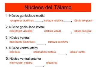 Núcleos del Tálamo 1. Núcleo geniculado medial receptores auditivos  corteza auditiva  lóbulo temporal 2. Núcleo geniculado lateral receptores visuales  corteza visual  lóbulo occipital 3.   Núcleo ventral receptores gustativos  corteza sensitiva 4. Núcleo ventro-lateral cerebelo  información motora  lóbulo frontal 5 . Núcleo ventral anterior información motora  efectores 