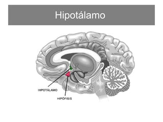 Hipotálamo   