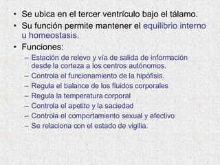Se ubica en el tercer ventrículo bajo el tálamo. Su función permite mantener el  equilibrio interno u homeostasis. Funciones: Estación de relevo y vía de salida de información desde la corteza a los centros autónomos. Controla el funcionamiento de la hipófisis. Regula el balance de los fluidos corporales Regula la temperatura corporal Controla el apetito y la saciedad Controla el comportamiento sexual y afectivo Se relaciona con el estado de vigilia. 