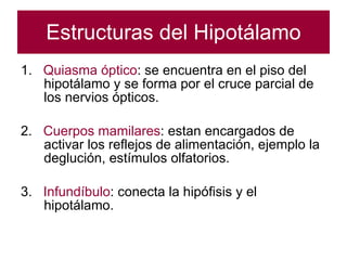 Estructuras del Hipotálamo 1.  Quiasma óptico : se encuentra en el piso del hipotálamo y se forma por el cruce parcial de los nervios ópticos. 2.  Cuerpos mamilares : estan encargados de activar los reflejos de alimentación, ejemplo la deglución, estímulos olfatorios. 3.  Infundíbulo : conecta la hipófisis y el hipotálamo. 