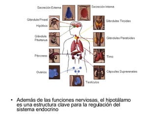 Además de las funciones nerviosas, el hipotálamo es una estructura clave para la regulación del sistema endocrino 