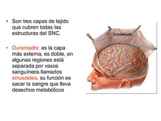Son tres capas de tejido que cubren todas las estructuras del SNC. Duramadre:  es la capa más externa, es doble, en algunas regiones está separada por vasos sanguíneos llamados  sinusoides , su función es sacar la sangre que lleva desechos metabólicos 