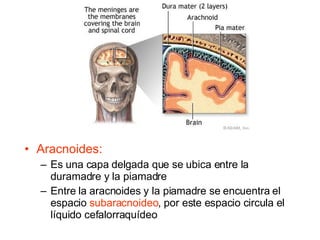 Aracnoides: Es una capa delgada que se ubica entre la duramadre y la piamadre Entre la aracnoides y la piamadre se encuentra el espacio  subaracnoideo , por este espacio circula el líquido cefalorraquídeo 
