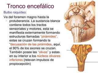 Tronco encefálico
Bulbo raquídeo:
Va del foramen magno hasta la
. protuberancia. La sustancia blanca
contiene todos los tractos
sensoriales y motores, esta se
manifiesta externamente formando
estructuras llamadas “pirámides”,
estas se cruzan formando la
“decusación de las pirámides, aquí,
el 90% de los axones se cruzan.
También posee las “olivas” y estas
en su interior a los núcleos olivares
inferiores (relevan impulsos de
propiocepción)

 