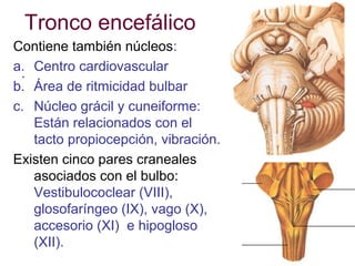 Tronco encefálico
Contiene también núcleos:
a. Centro cardiovascular
.
b. Área de ritmicidad bulbar
c. Núcleo grácil y cuneiforme:
Están relacionados con el
tacto propiocepción, vibración.
Existen cinco pares craneales
asociados con el bulbo:
Vestibulococlear (VIII),
glosofaríngeo (IX), vago (X),
accesorio (XI) e hipogloso
(XII).

 