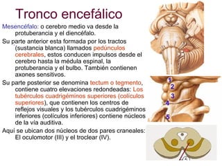Tronco encefálico
Mesencéfalo: o cerebro medio va desde la
protuberancia y el diencéfalo.
Su parte anterior esta formada por los tractos
.
(sustancia blanca) llamados pedúnculos
cerebrales, estos conducen impulsos desde el
cerebro hasta la médula espinal, la
protuberancia y el bulbo. También contienen
axones sensitivos.
Su parte posterior se denomina tectum o tegmento,
contiene cuatro elevaciones redondeadas: Los
tubérculos cuadrigéminos superiores (colículos
superiores), que contienen los centros de
reflejos visuales y los tubérculos cuadrigéminos
inferiores (colículos inferiores) contiene núcleos
de la vía auditiva.
Aquí se ubican dos núcleos de dos pares craneales:
El oculomotor (III) y el troclear (IV).

 