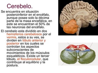 Cerebelo.
Se encuentra en situación
posteroinferior en el encéfalo,
.aunque posee solo la décima
parte de la masa encefálica, en
este se encuentran el 50% de
las neuronas del encéfalo.
El cerebelo esta dividido en dos
hemisferios cerebelosos por el
vermis, estos a su ves, se
dividen en lóbulo anterior y
posterior en los cuales se
controlan los aspectos
subconscientes de
movimientos de los músculos
esqueléticos. Existe un tercer
lóbulo, el floculonodular, que
contribuye al equilibrio y la
postura.

 