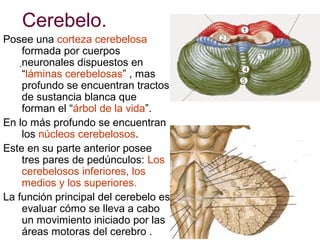 Cerebelo.
Posee una corteza cerebelosa
formada por cuerpos
.neuronales dispuestos en
“láminas cerebelosas” , mas
profundo se encuentran tractos
de sustancia blanca que
forman el “árbol de la vida”.
En lo más profundo se encuentran
los núcleos cerebelosos.
Este en su parte anterior posee
tres pares de pedúnculos: Los
cerebelosos inferiores, los
medios y los superiores.
La función principal del cerebelo es
evaluar cómo se lleva a cabo
un movimiento iniciado por las
áreas motoras del cerebro .

 