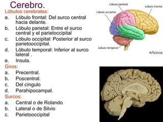 Cerebro.

Lóbulos cerebrales:
a. Lóbulo frontal: Del surco central
hacia delante.
b. Lóbulo parietal: Entre el surco
central y el parietoccipital
c. Lóbulo occipital: Posterior al surco
parietooccipital.
d. Lóbulo temporal: Inferior al surco
lateral .
e. Insula.
Giros:
a. Precentral.
b. Poscentral.
c. Del cíngulo
d. Parahipocampal.
Surcos:
a. Central o de Rolando
b. Lateral o de Silvio
c. Parietooccipital

 