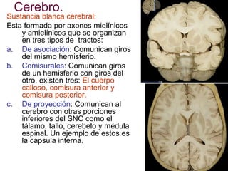 Cerebro.

Sustancia blanca cerebral:
Esta formada por axones mielínicos
y amielínicos que se organizan
en tres tipos de tractos:
a. De asociación: Comunican giros
del mismo hemisferio.
b. Comisurales: Comunican giros
de un hemisferio con giros del
otro, existen tres: El cuerpo
calloso, comisura anterior y
comisura posterior.
c. De proyección: Comunican al
cerebro con otras porciones
inferiores del SNC como el
tálamo, tallo, cerebelo y médula
espinal. Un ejemplo de estos es
la cápsula interna.

 