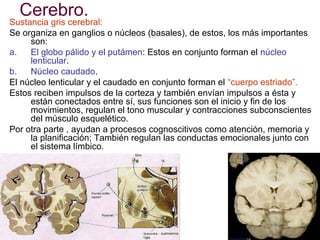 Cerebro.

Sustancia gris cerebral:
Se organiza en ganglios o núcleos (basales), de estos, los más importantes
son:
a.
El globo pálido y el putámen: Estos en conjunto forman el núcleo
lenticular.
b.
Núcleo caudado.
El núcleo lenticular y el caudado en conjunto forman el “cuerpo estriado”.
Estos reciben impulsos de la corteza y también envían impulsos a ésta y
están conectados entre sí, sus funciones son el inicio y fin de los
movimientos, regulan el tono muscular y contracciones subconscientes
del músculo esquelético.
Por otra parte , ayudan a procesos cognoscitivos como atención, memoria y
la planificación; También regulan las conductas emocionales junto con
el sistema límbico.

 