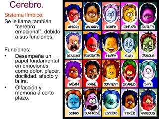 Cerebro.
Sistema límbico:
Se le llama también
“cerebro
emocional”, debido
a sus funciones:
Funciones:
•
Desempeña un
papel fundamental
en emociones
como dolor, placer,
docilidad, afecto y
la ira.
•
Olfacción y
memoria a corto
plazo.

 