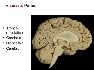 Encéfalo: Partes.

• Tronco
encefálico
• Cerebelo
• Diencéfalo
• Cerebro.

 