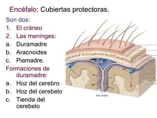 Encéfalo: Cubiertas protectoras.
Son dos:
1. El cráneo
2. Las meninges:
a. Duramadre
b. Aracnoides
c. Piamadre.
Formaciones de
duramadre:
a. Hoz del cerebro
b. Hoz del cerebelo
c. Tienda del
cerebelo

 