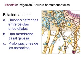 Encéfalo: Irrigación. Barrera hematoencefálica

Esta formada por:
a. Uniones estrechas
entre células
endoteliales
b. Una membrana
basal gruesa
c. Prolongaciones de
los astrocitos.

 