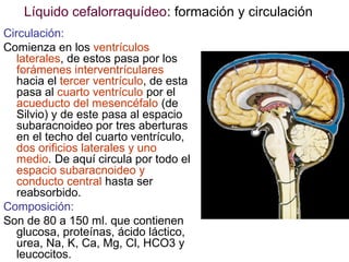 Líquido cefalorraquídeo: formación y circulación
Circulación:
Comienza en los ventrículos
laterales, de estos pasa por los
.
forámenes interventrículares
hacia el tercer ventrículo, de esta
pasa al cuarto ventrículo por el
acueducto del mesencéfalo (de
Silvio) y de este pasa al espacio
subaracnoideo por tres aberturas
en el techo del cuarto ventrículo,
dos orificios laterales y uno
medio. De aquí circula por todo el
espacio subaracnoideo y
conducto central hasta ser
reabsorbido.
Composición:
Son de 80 a 150 ml. que contienen
glucosa, proteínas, ácido láctico,
urea, Na, K, Ca, Mg, Cl, HCO3 y
leucocitos.

 