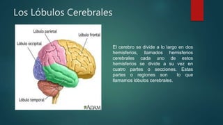 Los Lóbulos Cerebrales 
El cerebro se divide a lo largo en dos 
hemisferios, llamados hemisferios 
cerebrales cada uno de estos 
hemisferios se divide a su vez en 
cuatro partes o secciones. Estas 
partes o regiones son lo que 
llamamos lóbulos cerebrales. 
 