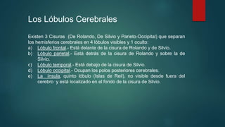 Los Lóbulos Cerebrales 
Existen 3 Cisuras (De Rolando, De Silvio y Parieto-Occipital) que separan 
los hemisferios cerebrales en 4 lóbulos visibles y 1 oculto: 
a) Lóbulo frontal.- Está delante de la cisura de Rolando y de Silvio. 
b) Lóbulo parietal.- Está detrás de la cisura de Rolando y sobre la de 
Silvio. 
c) Lóbulo temporal.- Está debajo de la cisura de Silvio. 
d) Lóbulo occipital.- Ocupan los polos posteriores cerebrales. 
e) La ínsula, quinto lóbulo (Islas de Reil), no visible desde fuera del 
cerebro y está localizado en el fondo de la cisura de Silvio. 
 