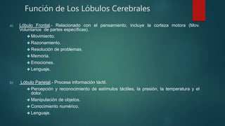 Función de Los Lóbulos Cerebrales 
a) Lóbulo Frontal.- Relacionado con el pensamiento, incluye la corteza motora (Mov. 
Voluntarios de partes específicas). 
Movimiento. 
 Razonamiento. 
 Resolución de problemas. 
Memoria. 
 Emociones. 
 Lenguaje. 
b) Lóbulo Parietal.- Procesa información táctil. 
 Percepción y reconocimiento de estímulos táctiles, la presión, la temperatura y el 
dolor. 
Manipulación de objetos. 
 Conocimiento numérico. 
 Lenguaje. 
 