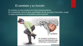 El cerebelo y su función 
El cerebelo se haya situado en la fosa craneal posterior. 
Es considerado como el gran coordinador de las acciones musculares, juega 
un papel importante en el equilibrio y tono muscular. 
