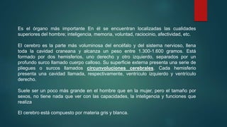 Es el órgano más importante En él se encuentran localizadas las cualidades 
superiores del hombre; inteligencia, memoria, voluntad, raciocinio, afectividad, etc. 
El cerebro es la parte más voluminosa del encéfalo y del sistema nervioso, llena 
toda la cavidad craneana y alcanza un peso entre 1.300-1.600 gramos. Está 
formado por dos hemisferios, uno derecho y otro izquierdo, separados por un 
profundo surco llamado cuerpo calloso. Su superficie externa presenta una serie de 
pliegues o surcos llamados circunvoluciones cerebrales. Cada hemisferio 
presenta una cavidad llamada, respectivamente, ventrículo izquierdo y ventrículo 
derecho. 
Suele ser un poco más grande en el hombre que en la mujer, pero el tamaño por 
sexos, no tiene nada que ver con las capacidades, la inteligencia y funciones que 
realiza 
El cerebro está compuesto por materia gris y blanca. 
 