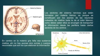Los sectores del sistema nervioso que están 
formados por materia blanca, es porque se 
constituyen por los axones de las neuronas 
rodeados de mielina (esta le da el color blanco), 
como debes saber ellos se encargan de transportar 
la información desde las periferia hasta ciertos 
sectores de los centros 
En cambio en la materia gris falta esa sustancia 
mielina, ahí no hay axones sino somas o cuerpos 
neuronales que son los que elaboran la información 
 