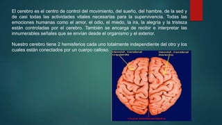 El cerebro es el centro de control del movimiento, del sueño, del hambre, de la sed y 
de casi todas las actividades vitales necesarias para la supervivencia. Todas las 
emociones humanas como el amor, el odio, el miedo, la ira, la alegría y la tristeza 
están controladas por el cerebro. También se encarga de recibir e interpretar las 
innumerables señales que se envían desde el organismo y el exterior. 
Nuestro cerebro tiene 2 hemisferios cada uno totalmente independiente del otro y los 
cuales están conectados por un cuerpo calloso. 
 
