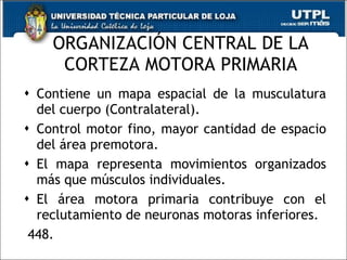 ORGANIZACIÓN CENTRAL DE LA CORTEZA MOTORA PRIMARIA Contiene un mapa espacial de la musculatura del cuerpo (Contralateral). Control motor fino, mayor cantidad de espacio del área premotora. El mapa representa movimientos organizados más que músculos individuales.  El área motora primaria contribuye con el reclutamiento de neuronas motoras inferiores. 448. 