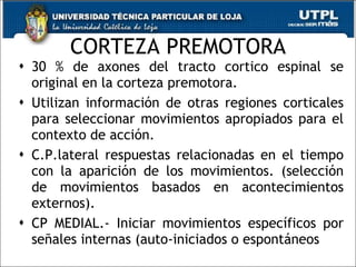 CORTEZA PREMOTORA 30 % de axones del tracto cortico espinal se original en la corteza premotora. Utilizan información de otras regiones corticales para seleccionar movimientos apropiados para el contexto de acción. C.P.lateral respuestas relacionadas en el tiempo con la aparición de los movimientos. (selección de movimientos basados en acontecimientos externos).  CP MEDIAL.- Iniciar movimientos específicos por señales internas (auto-iniciados o espontáneos 