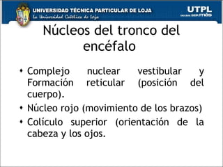 Núcleos del tronco del encéfalo  Complejo nuclear vestibular y Formación reticular (posición del cuerpo). Núcleo rojo (movimiento de los brazos) Colículo superior (orientación de la cabeza y los ojos.  