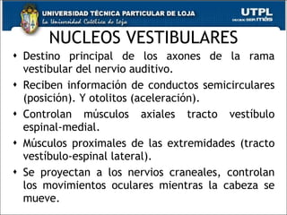 NUCLEOS VESTIBULARES Destino principal de los axones de la rama vestibular del nervio auditivo. Reciben información de conductos semicirculares (posición). Y otolitos (aceleración). Controlan músculos axiales tracto vestíbulo espinal-medial. Músculos proximales de las extremidades (tracto vestíbulo-espinal lateral). Se proyectan a los nervios craneales, controlan los movimientos oculares mientras la cabeza se mueve. 