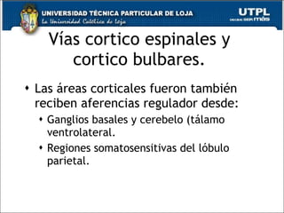 Vías cortico espinales y  cortico bulbares.  Las áreas corticales fueron también reciben aferencias regulador desde: Ganglios basales y cerebelo (tálamo ventrolateral. Regiones somatosensitivas del lóbulo parietal. 