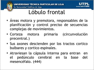 Lóbulo frontal Áreas motora y premotora, responsables de la planificación y control preciso de secuencias complejas de movimientos.  Corteza motora primaria (circunvolución precentral.) Sus axones descienden por los tractos cortico bulbares y cortico espinales.  Atraviesan la cápsula interna para entran  en el pedúnculo cerebral en la base del mesencéfalo. (444) 