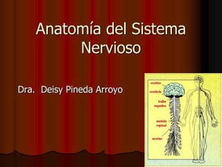 Anatomía del Sistema
Nervioso
Dra. Deisy Pineda Arroyo
 