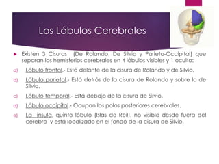 Los Lóbulos Cerebrales
 Existen 3 Cisuras (De Rolando, De Silvio y Parieto-Occipital) que
separan los hemisferios cerebrales en 4 lóbulos visibles y 1 oculto:
a) Lóbulo frontal.- Está delante de la cisura de Rolando y de Silvio.
b) Lóbulo parietal.- Está detrás de la cisura de Rolando y sobre la de
Silvio.
c) Lóbulo temporal.- Está debajo de la cisura de Silvio.
d) Lóbulo occipital.- Ocupan los polos posteriores cerebrales.
e) La ínsula, quinto lóbulo (Islas de Reil), no visible desde fuera del
cerebro y está localizado en el fondo de la cisura de Silvio.
 