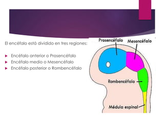 El encéfalo está dividido en tres regiones:
 Encéfalo anterior o Prosencéfalo
 Encéfalo medio o Mesencéfalo
 Encéfalo posterior o Rombencéfalo
 