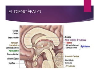 EL DIENCÉFALO
 