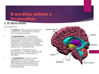 El encéfalo anterior o
Prosencéfalo
2. El diencéfalo
Tres regiones
 El tálamo: Recoge los impulsos
sensitivos y está relacionado
con las emociones.
 El hipotálamo: Controla el
sistema nervioso autónomo,
regulando funciones viscerales,
el apetito, la sed,la Tª corporal, y
regula los patrones de sueño.
Función neuroendocrina (libera
oxitocina, vasopresina).
La hipófisis: Glandula que
produce y controla el resto de
las glándulas, entre ellas la
tiroides.
 El epitálamo: Con función
endocrina. Contiene la
glándula pineal o epífisis (en
mamíferos estrechamente
relacionada con la función
fotosensorial)
hipotálamo
epífisis
 